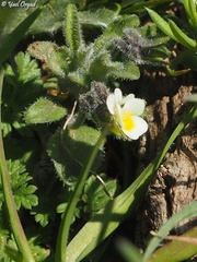 Viola parvula