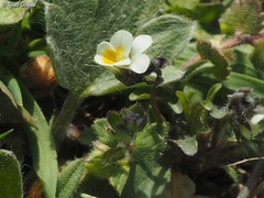 Viola parvula