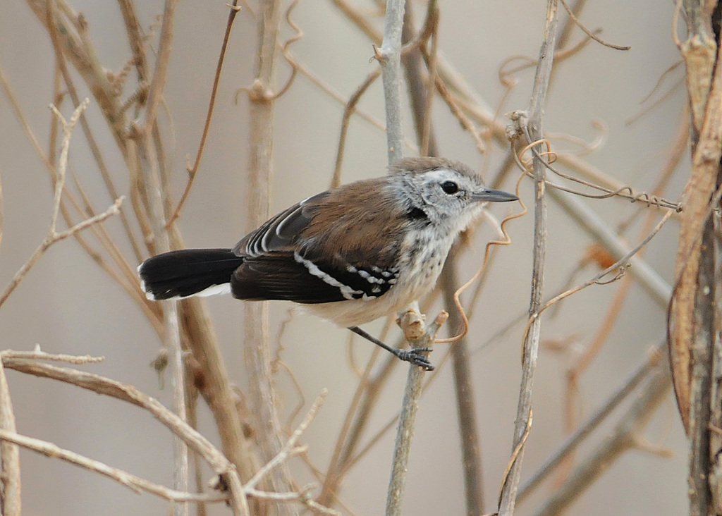 Southern White-fringed Antwren