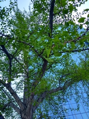 Ginkgo biloba