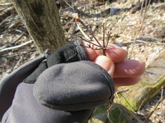 Viburnum acerifolium