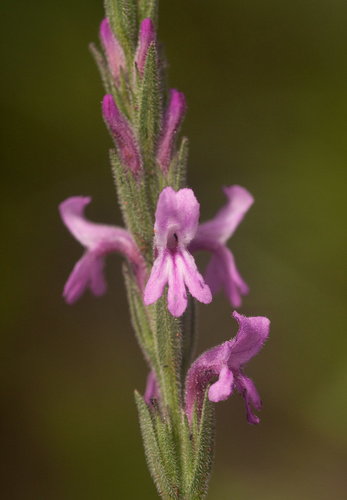 Small Pink Witchweed (Striga bilabiata) · iNaturalist