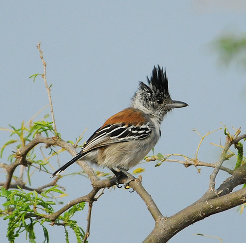 Sakesphorus canadensis