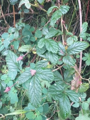 Rubus glabratus