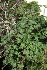 Malva assurgentiflora