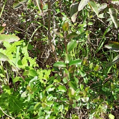Lonicera subspicata denudata
