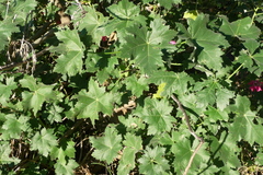 Malva assurgentiflora