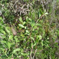Lonicera subspicata denudata
