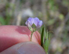 Lathyrus pusillus