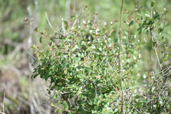 Lonicera subspicata denudata