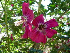 Malva assurgentiflora