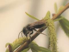 Andrena vaga