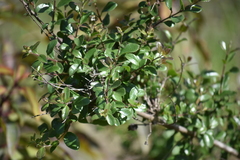 Lonicera subspicata denudata