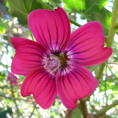 Malva assurgentiflora