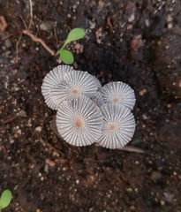 Narcissea patouillardii