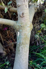 Malva assurgentiflora