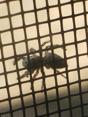 Salticus scenicus