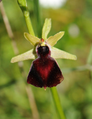 Ophrys helenae