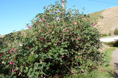 Malva assurgentiflora