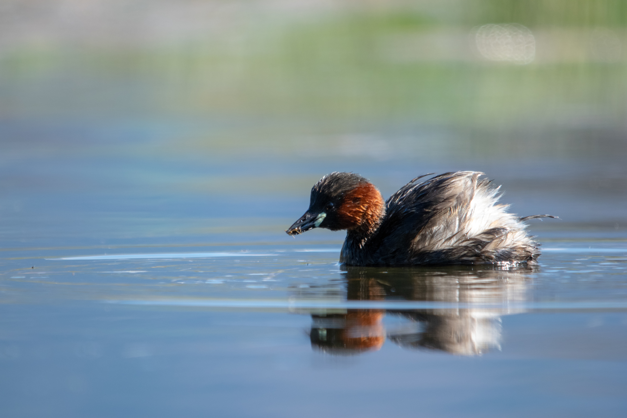 Little Grebe (Tachybaptus ruficollis)