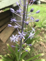 Merwilla plumbea