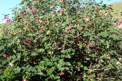 Malva assurgentiflora