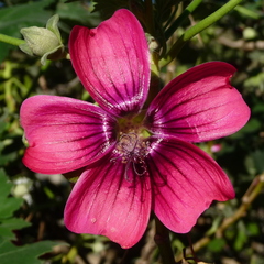 Malva assurgentiflora