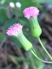 Emilia sonchifolia image