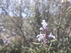 Salvia brandegeei