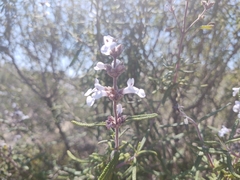 Salvia brandegeei