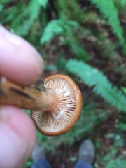 Lactarius fragilis