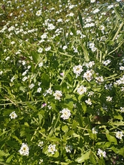 Calepina irregularis