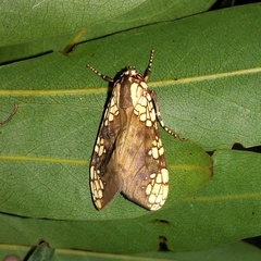 Tessellarctia semivaria