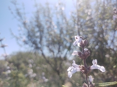 Salvia brandegeei