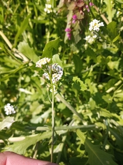 Calepina irregularis