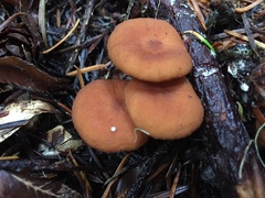 Lactarius fragilis