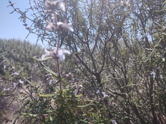 Salvia brandegeei