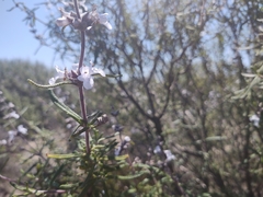 Salvia brandegeei