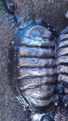Chiton granosus