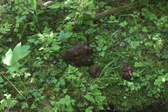 Ursus arctos sitkensis