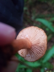 Lactarius subflammeus