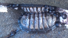 Chiton granosus