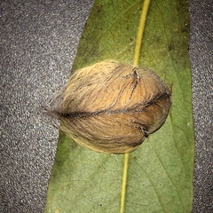 Megalopyge braulio