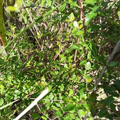 Lonicera subspicata denudata