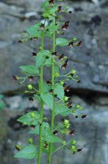 Scrophularia peregrina