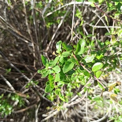Lonicera subspicata denudata