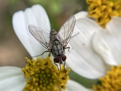 Prosenoides flavipes