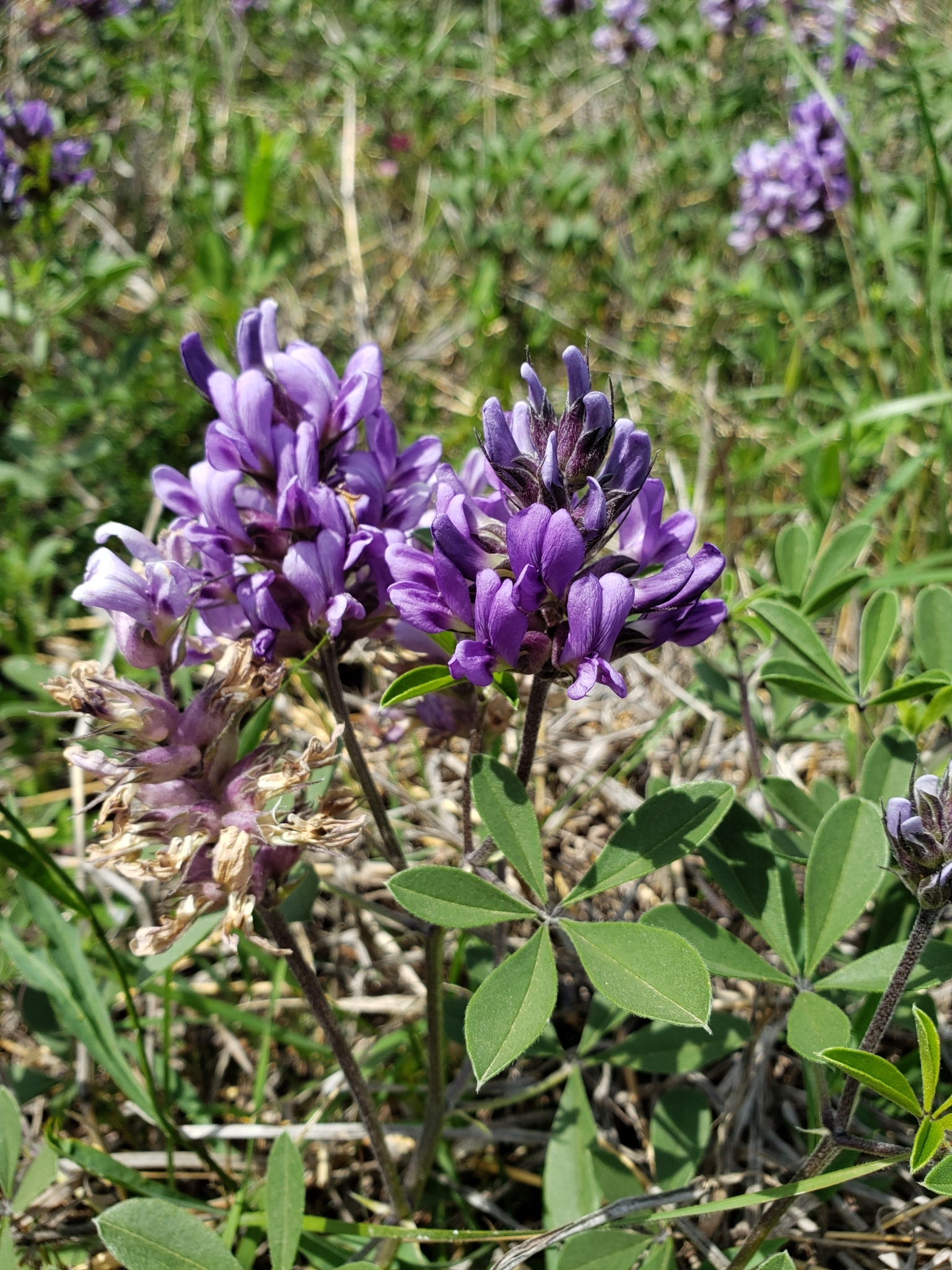 Pediomelum