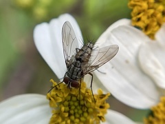 Prosenoides flavipes