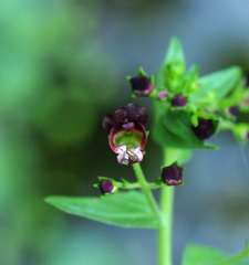 Scrophularia peregrina